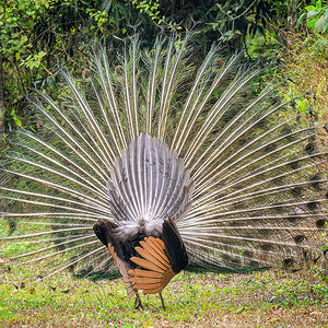 2025-01-25 40 Green Peafowl sm.jpg