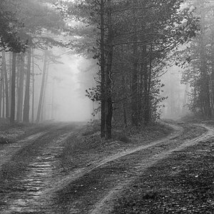 Waldwegweiche BW.jpg