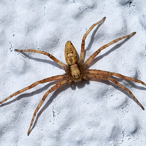 invalide Spinne
