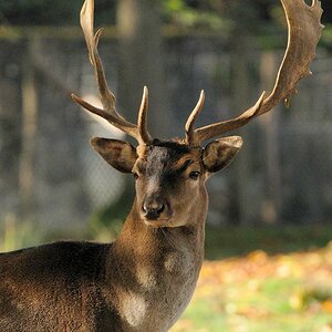 Damhirsch