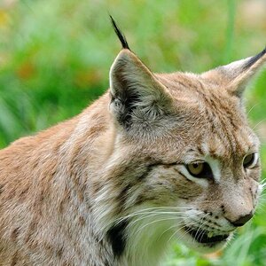 Luchs 1