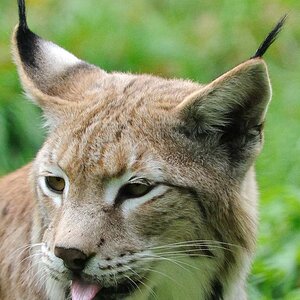 Luchs 2