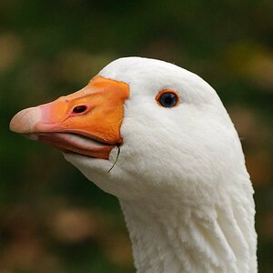 Gans 1