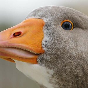Gans 3
