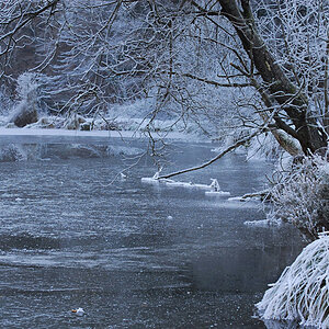 Weiher mit Baum
