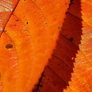 gartenblatt02