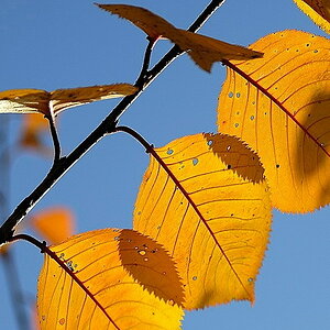 gartenblatt03