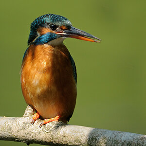 Eisvogel27