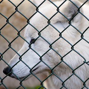 polar