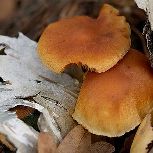 Macro DSC6790 hsw