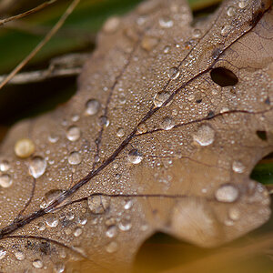 Macro DSC6825 hsw