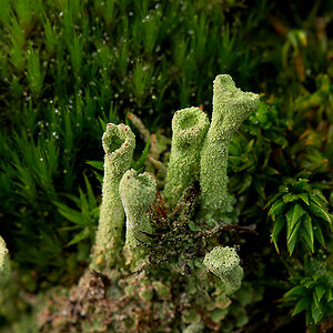 Macro DSC6832 hsw