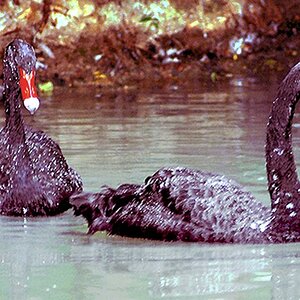 black swans