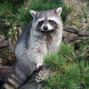 Ein Waschbär mit dem unwiderstehlichem Blick
