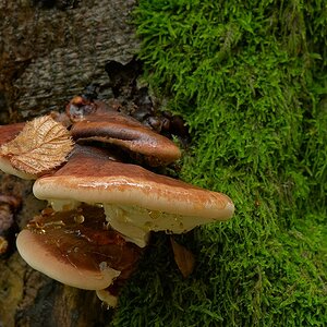 hsw DSC9921