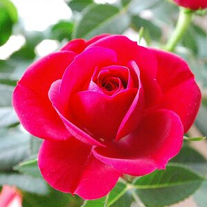 rose