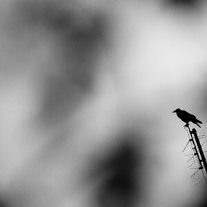 The Raven
