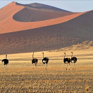 comp Namibia 09 03574
