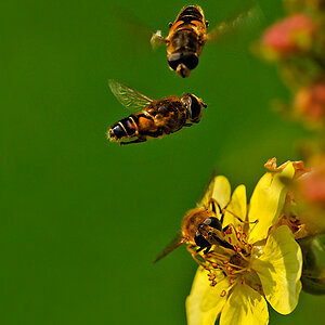 Schwebfliegen