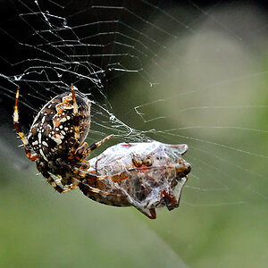 Kannibale