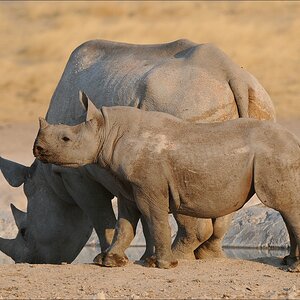 comp Namibia 09 17232