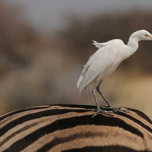 Namibia 09 28707