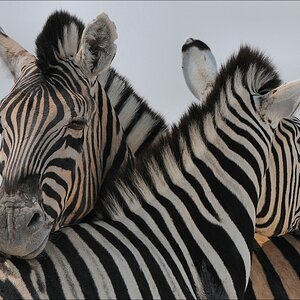 comp Namibia 09 12329