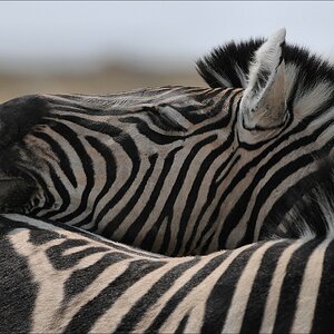 comp Namibia 09 12433
