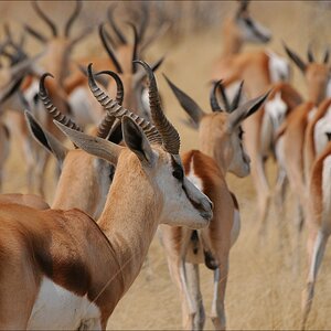 comp Namibia 09 12489