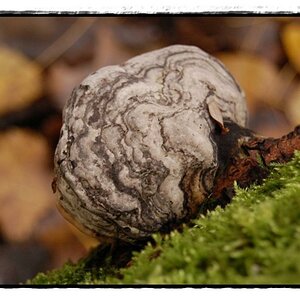 zunderpilz