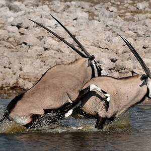 comp Namibia 09 15460
