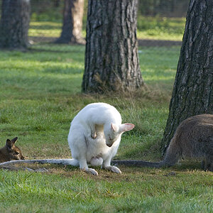 Albino Wildpark Haltern