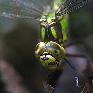 Libelle 1