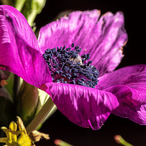 P2090029.gif
