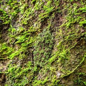 2025-01-25 37 Vietnamese Mossy Frog.jpg