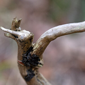Holzgeist.jpg