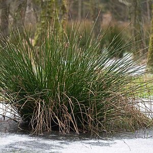 Wintermoor 1.jpg