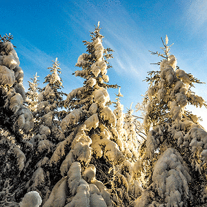 _1180065.gif
