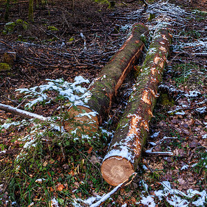 Holz.jpg
