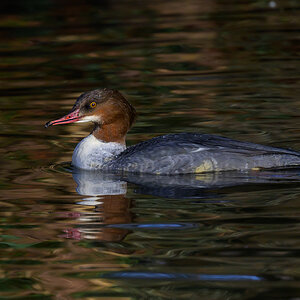 NZ9_3668_Gänsesägerweibchen_IA_2_2024.jpg