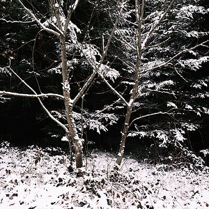 Wald.jpg