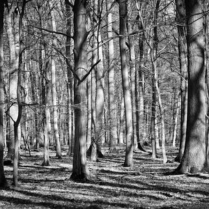 Droher Holz im Februar BW.jpg