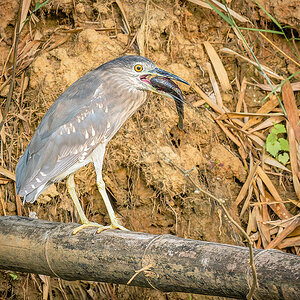 2025-02-15 16 Juvenile Black-crowned Night Heron with Fish.jpg