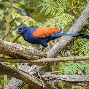 2025-02-16 008 Greater Coucal.jpg