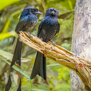 2025-02-16 040 Greater Racket-tailed Drongo and Black Drongo.jpg
