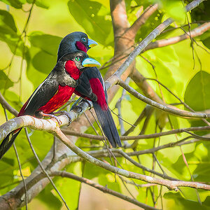 2025-02-16 069 Black-and-red Broadbills.jpg