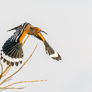 2025-02-16 084 Eurasian Hoopoe in Flight.jpg