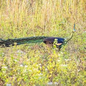 2025-02-16 090 Green Peacock.jpg