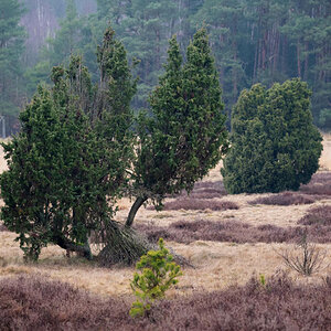Schmarbecker Heide.jpg