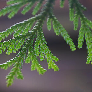 Thuja_bearbeitet-1.jpg